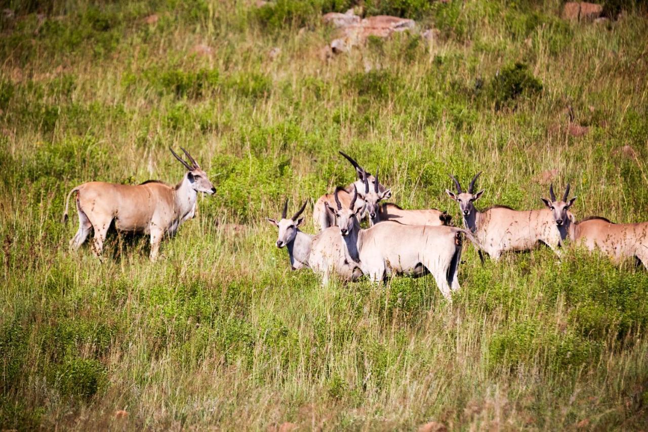 Komati Gorge Lodge, R 36 Halfway Between Carolina And Machadodorp Bagian luar foto